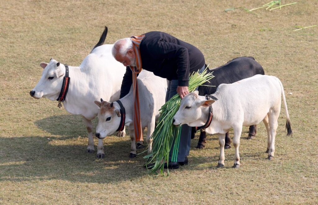PM Modi Enjoys With Punganur Cute Cows on Makar Sankranti Know What Is It About