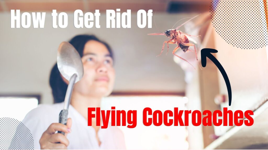 how to get rid of flying cockroaches