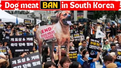 Dog meat ban in South Korea | What protests were made regarding the previously tried ban?
