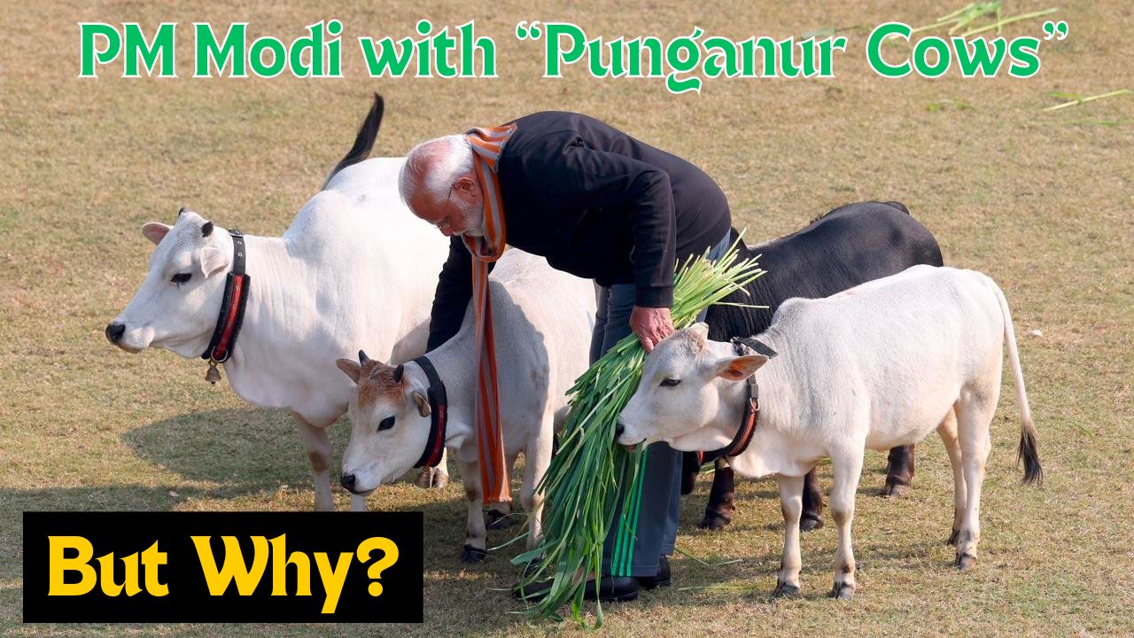 PM Modi Enjoys With Punganur Cute Cows on Makar Sankranti Know What Is It About