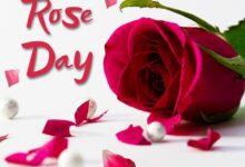 Rose Day on 7th February