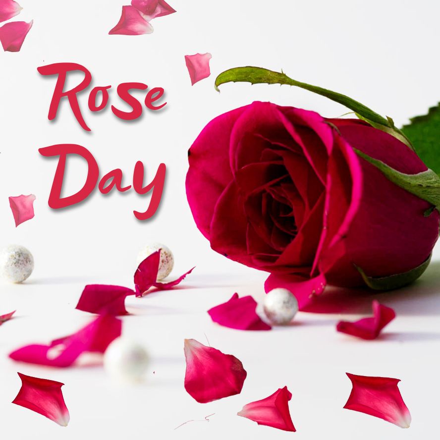 Rose Day on 7th February