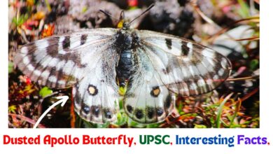 Dusted Apollo Butterfly spotted in Himachal Pradesh, Dusted Apollo Butterfly UPSC, Interesting Facts, and more.