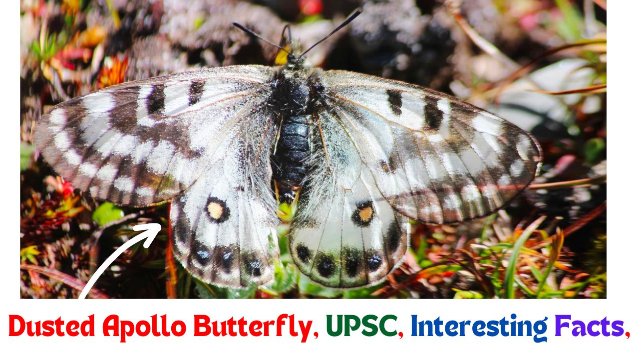 Dusted Apollo Butterfly spotted in Himachal Pradesh, Dusted Apollo Butterfly UPSC, Interesting Facts, and more.