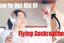 how to get rid of flying cockroaches